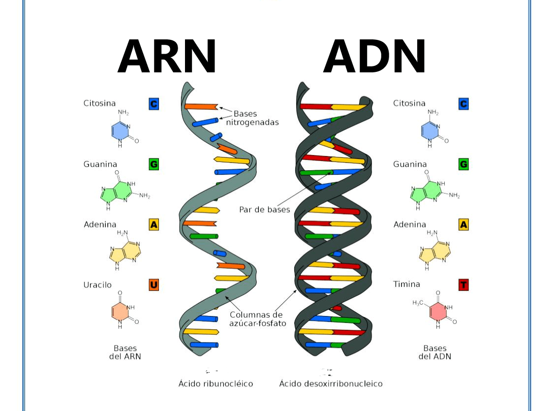 Indica las semejanzas y diferencias entre el ADN y el ARN.