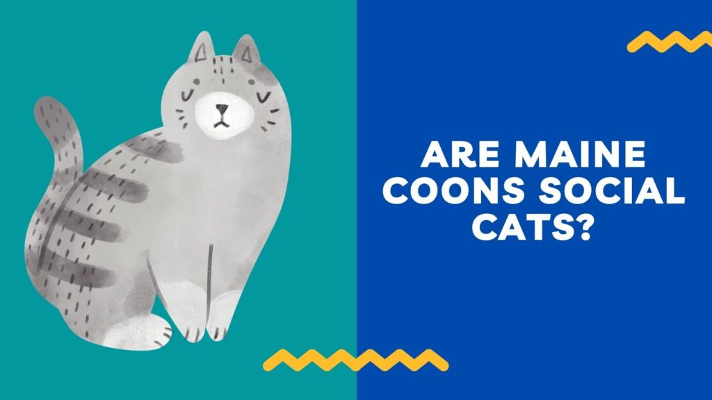Are Maine Coons Social Cats? 'Monomousumi'