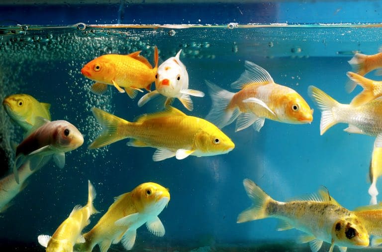 Fish Tanks In Rental Properties Things To Consider