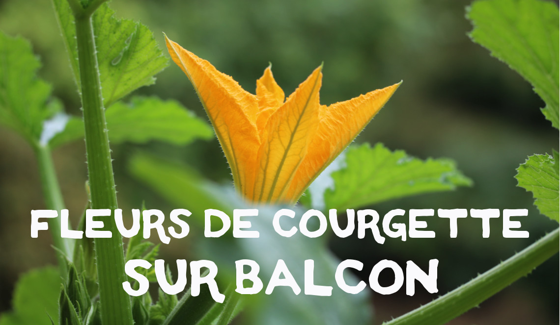 l histoire d une fleur de courgette beaute ephemere mon petit balcon
