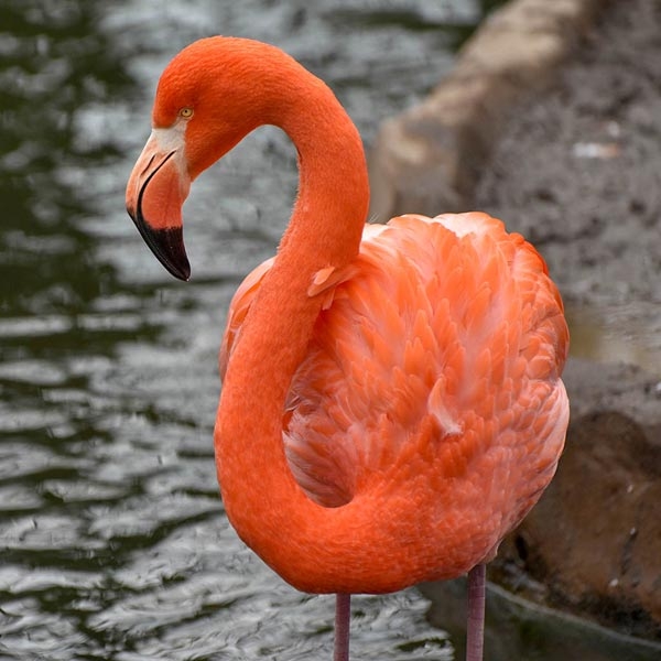 In this week’s destination louisiane, we are giving you a look at the […] Louisiana Purchase Gardens and Zoo