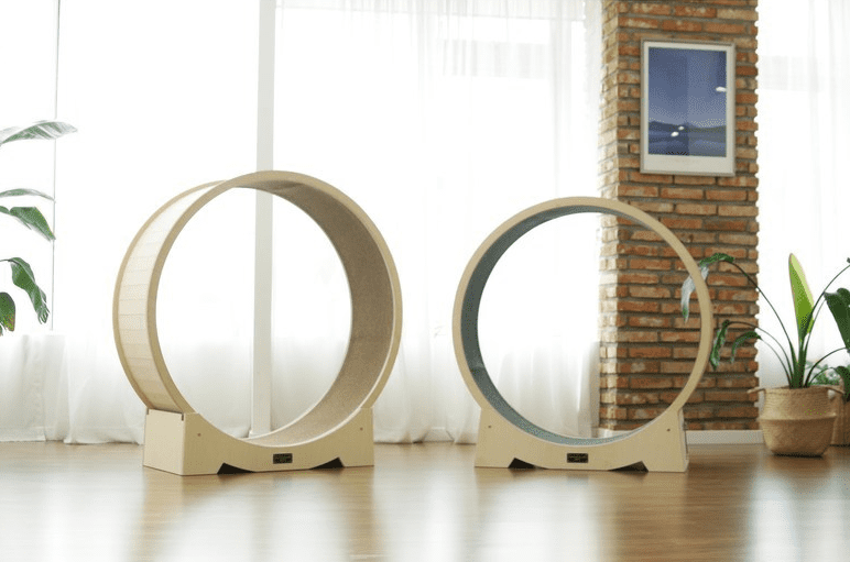 Are Cat Wheels Worth It? Complete Cat Wheel Guide monsieurtn