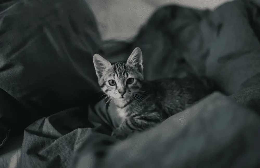 How To Get a Cat To Like (Or Trust) You Again? monsieurtn