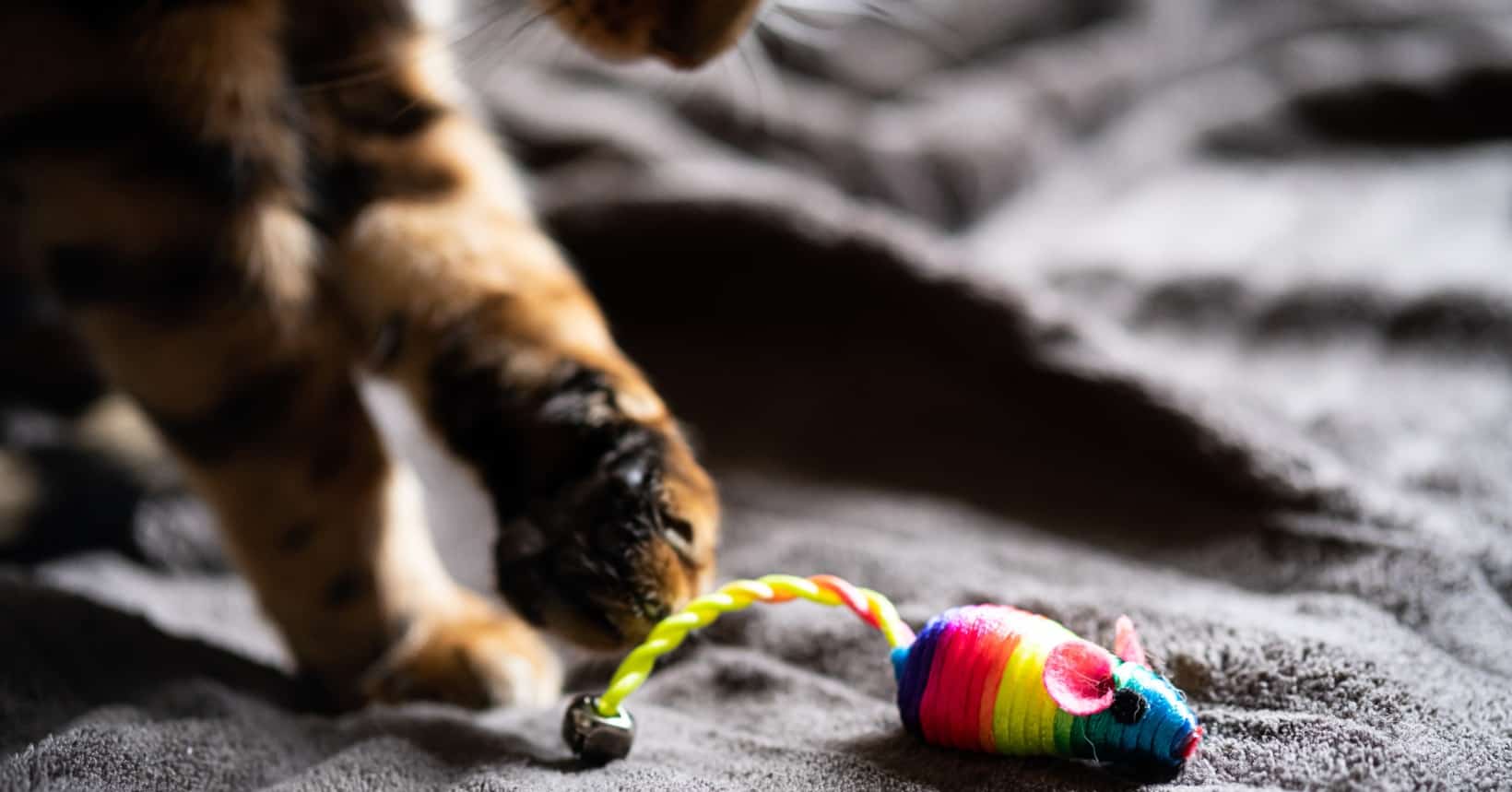 How To Discipline a Bengal Cat or Any Hyperactive Cat monsieurtn