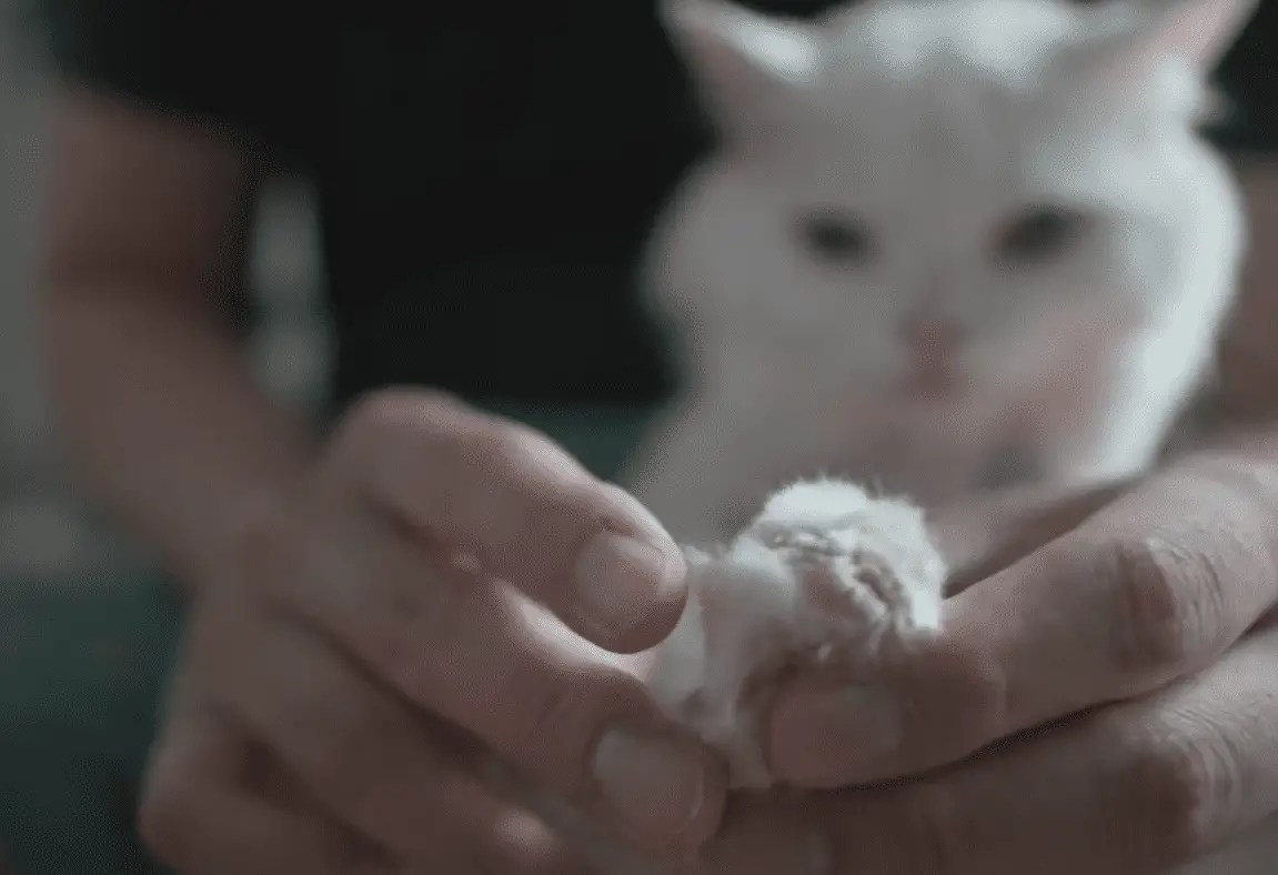 6 Real Tips to Stop Cat Litter Tracking (I Tried Them All!) monsieurtn