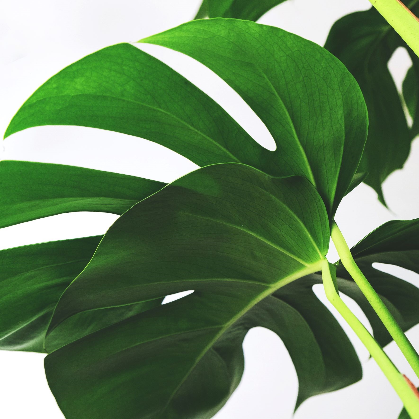 When will my Monstera leaves split? Monstera Houseplant Guide