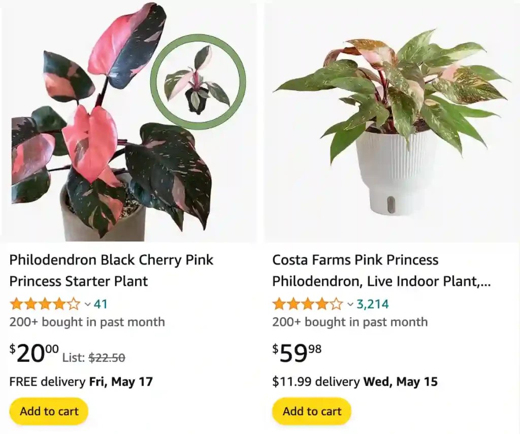 Plant FAQs Philodendron Pink Princess