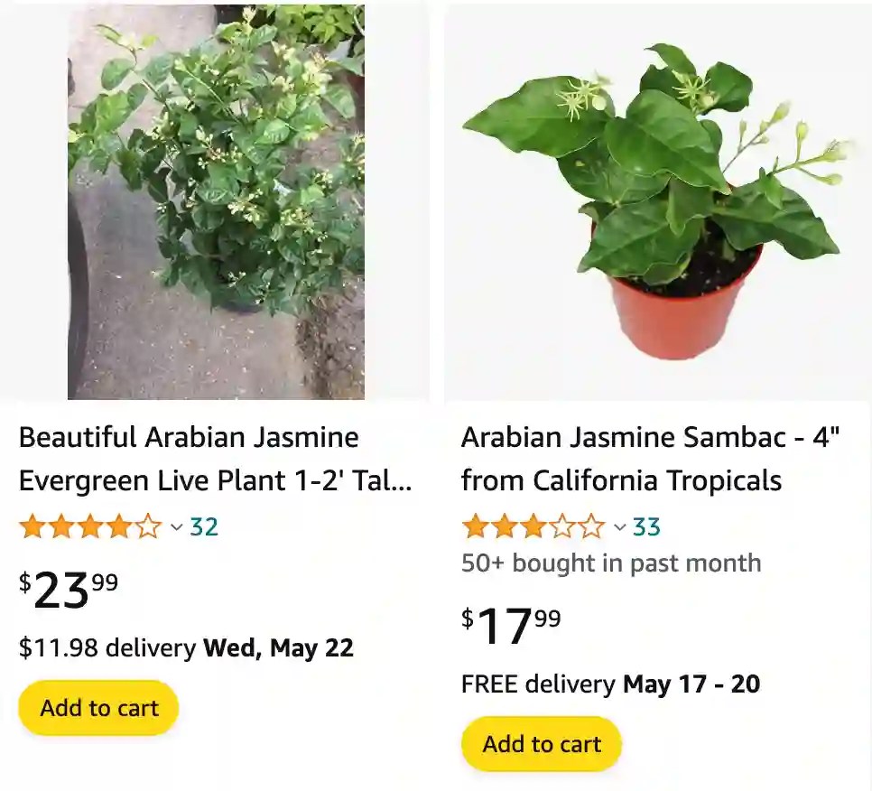 Plant FAQs Arabian Jasmine