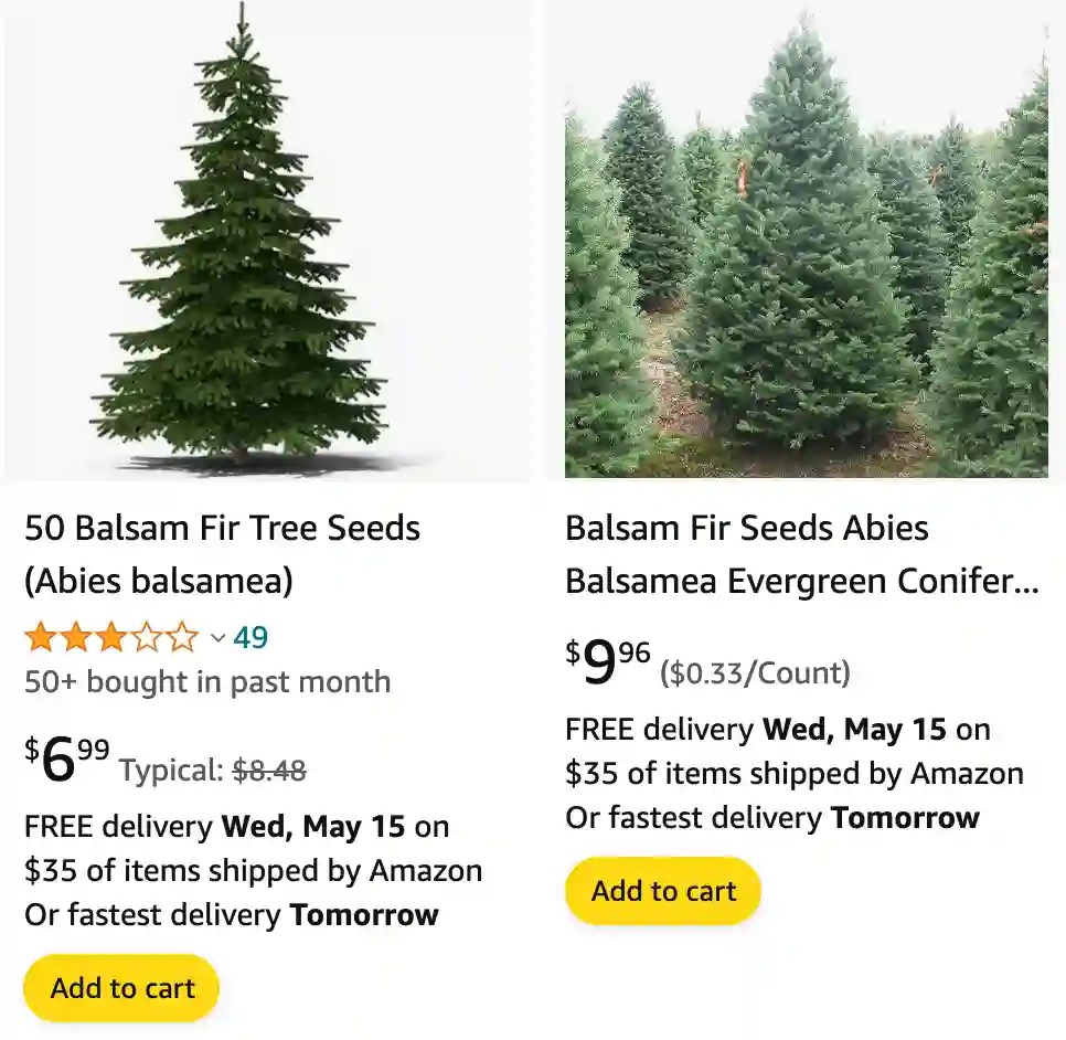 Plant FAQs Balsam Fir Abies Balsamea