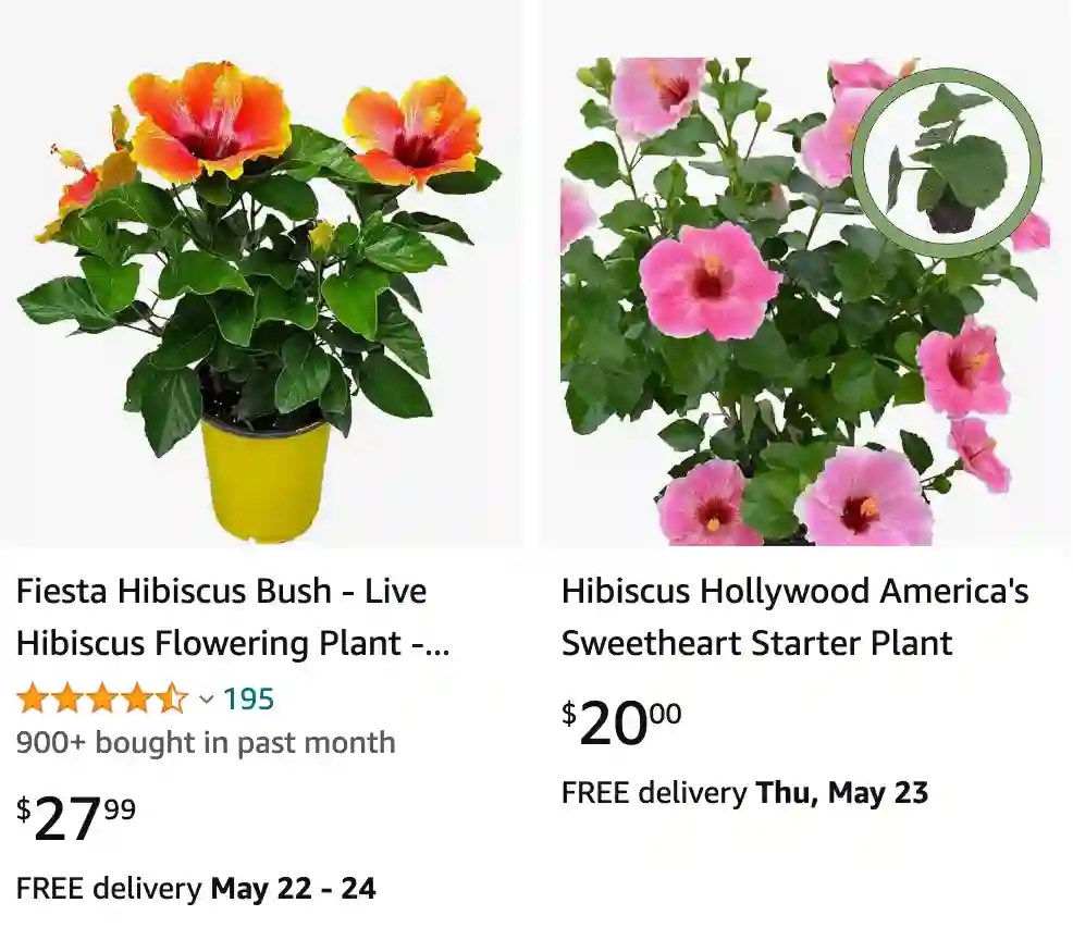 Plant FAQs Hollywood Hibiscus