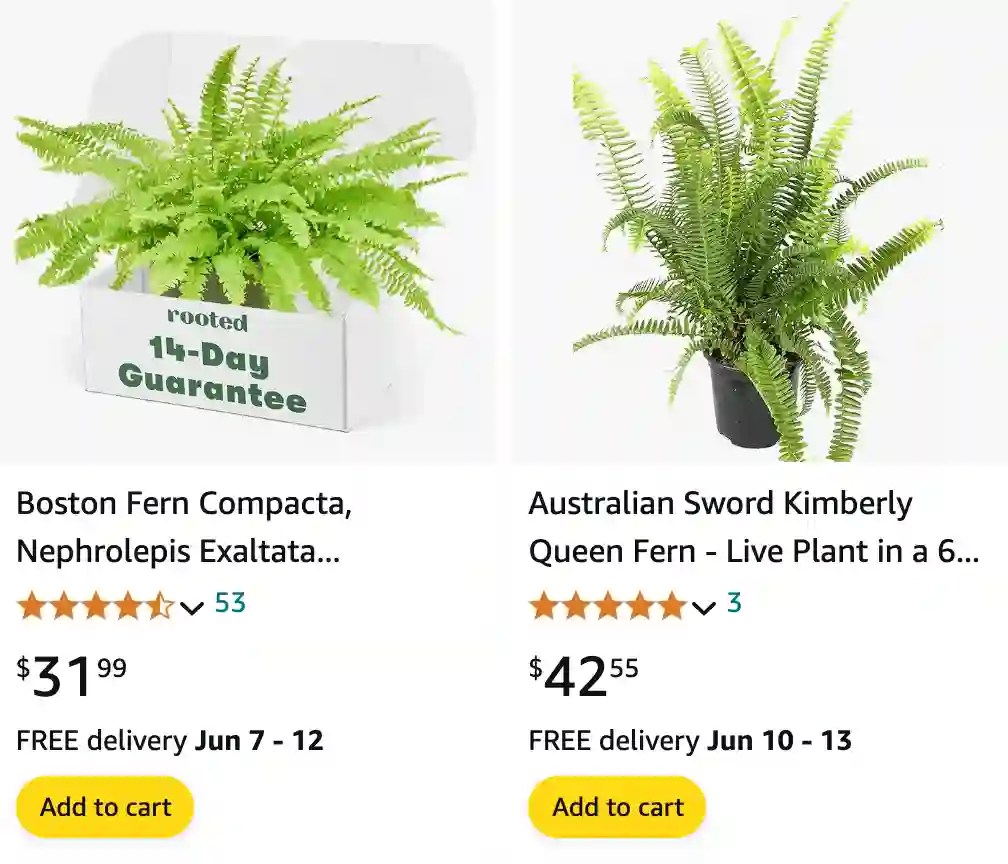 Plant FAQs Nephrolepis Obliterata Kimberley Queen Fern