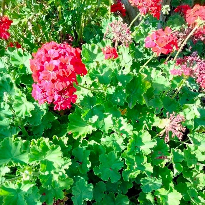 Plant FAQs Red Geranium