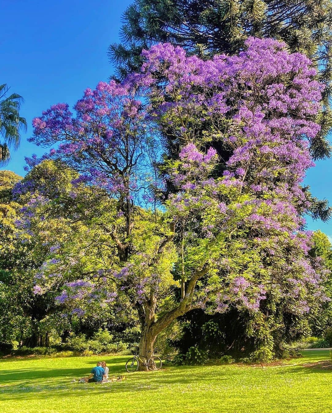 Plant FAQs Blue Jacaranda