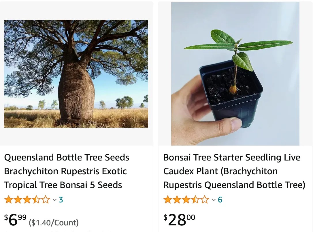 Plant FAQs Brachychiton Rupestris Queensland Bottle Tree