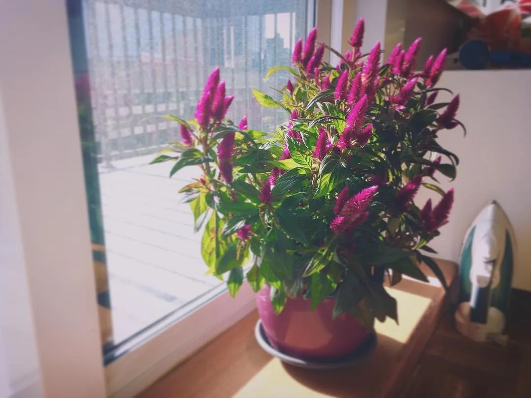 Plant FAQs Celosia Intenz