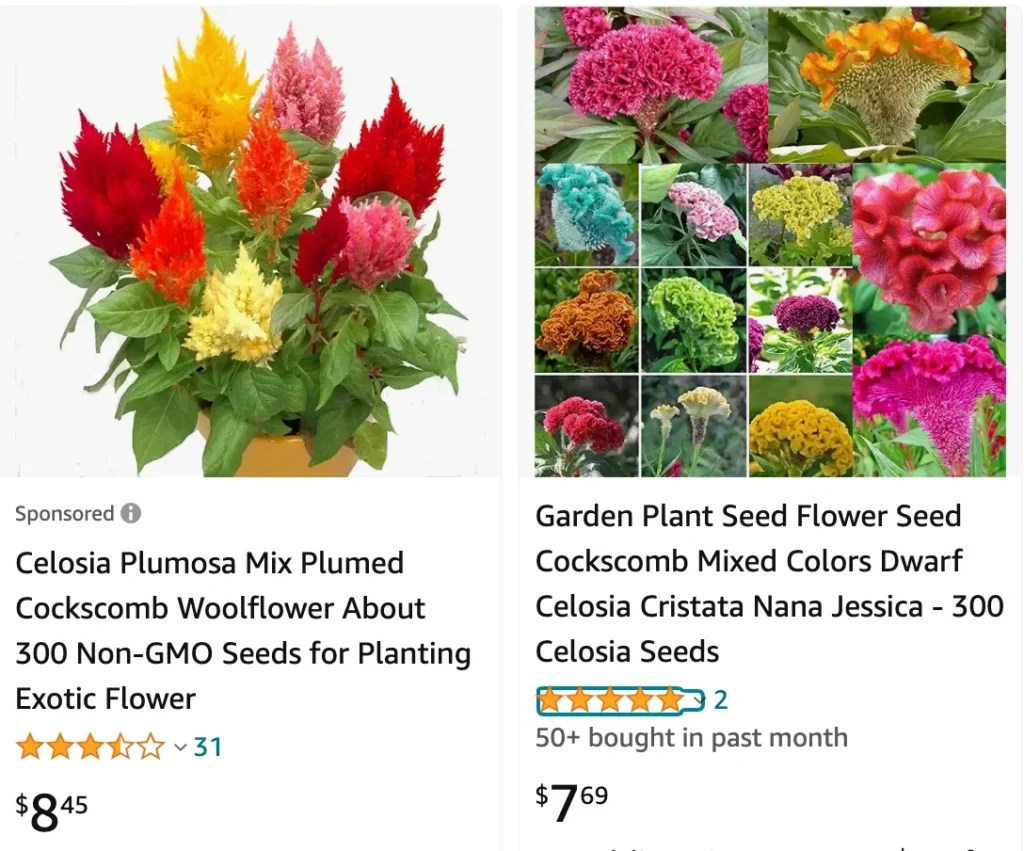 Plant FAQs Celosia Intenz