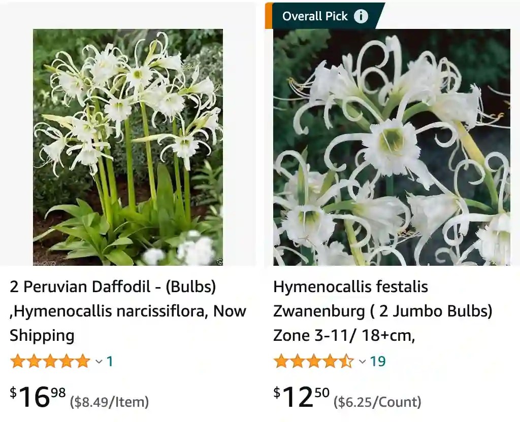 Plant FAQs Hymenocallis