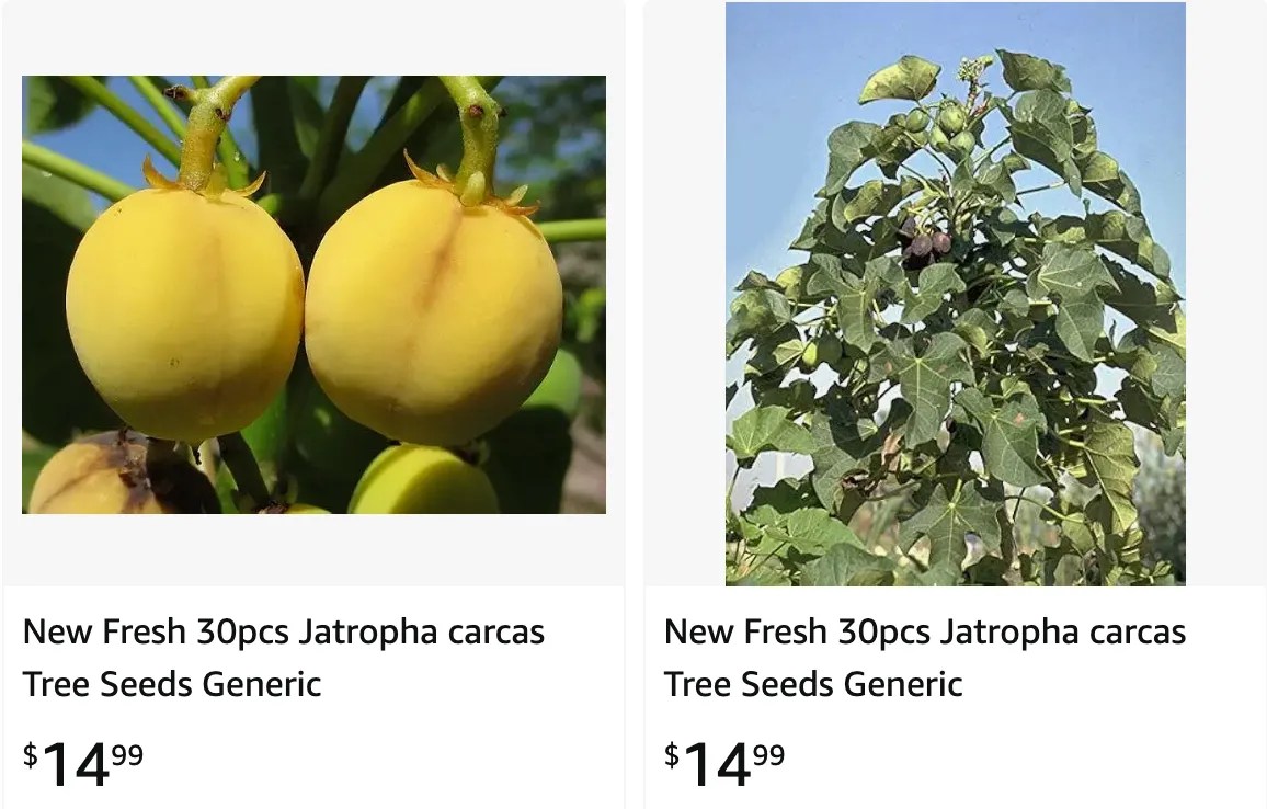 Plant FAQs Jatropha Tree
