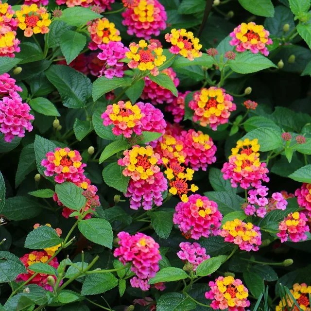 Plant FAQs Lantana Confetti