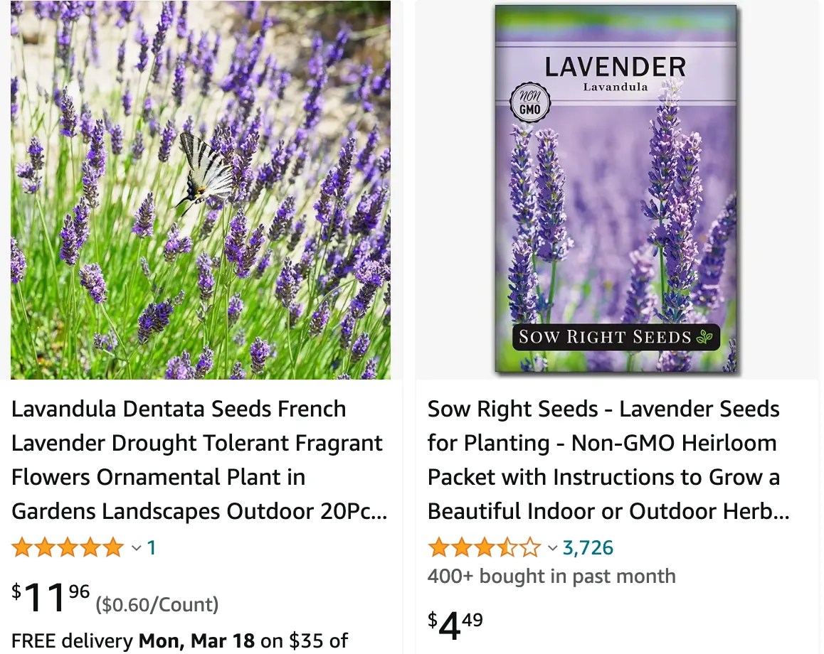 Plant FAQs Lavandula Dentata French Lavender