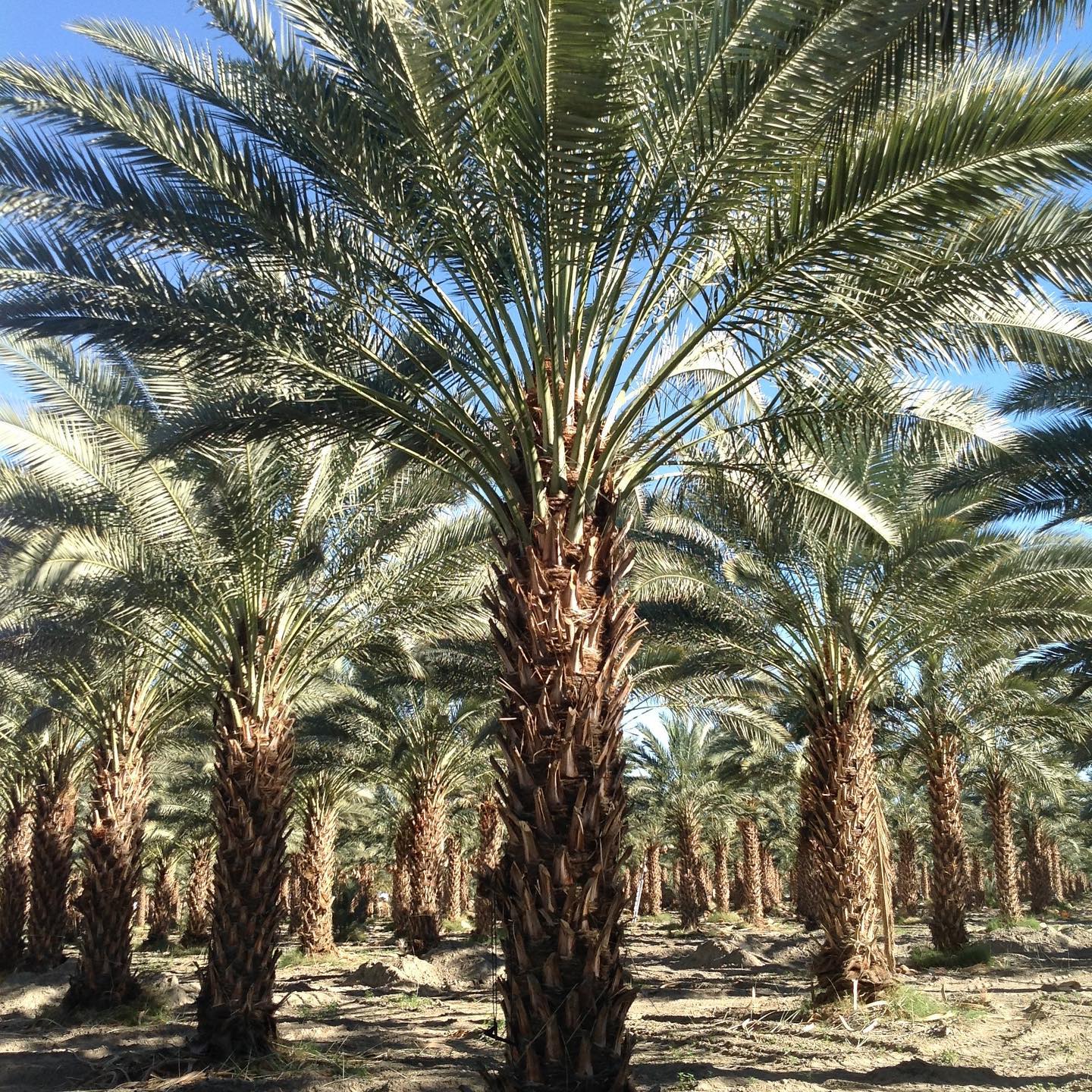 Plant FAQs Medjool Date Palm
