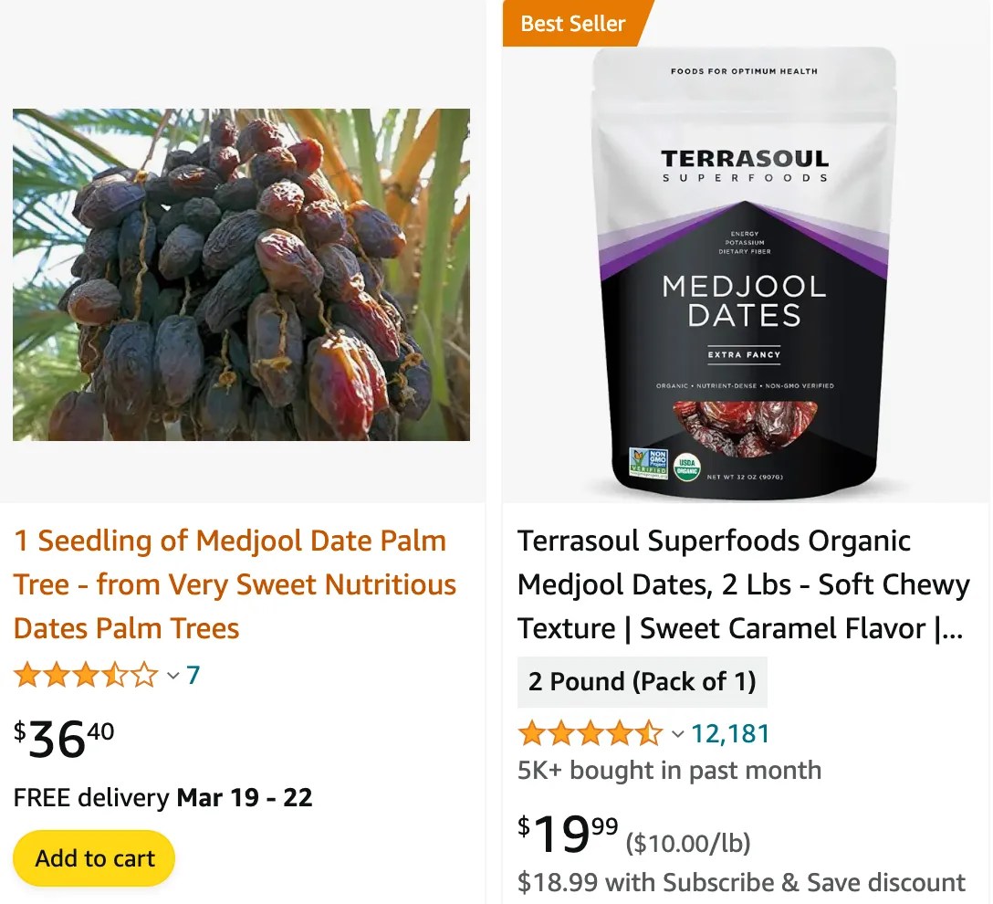 Plant FAQs Medjool Date Palm