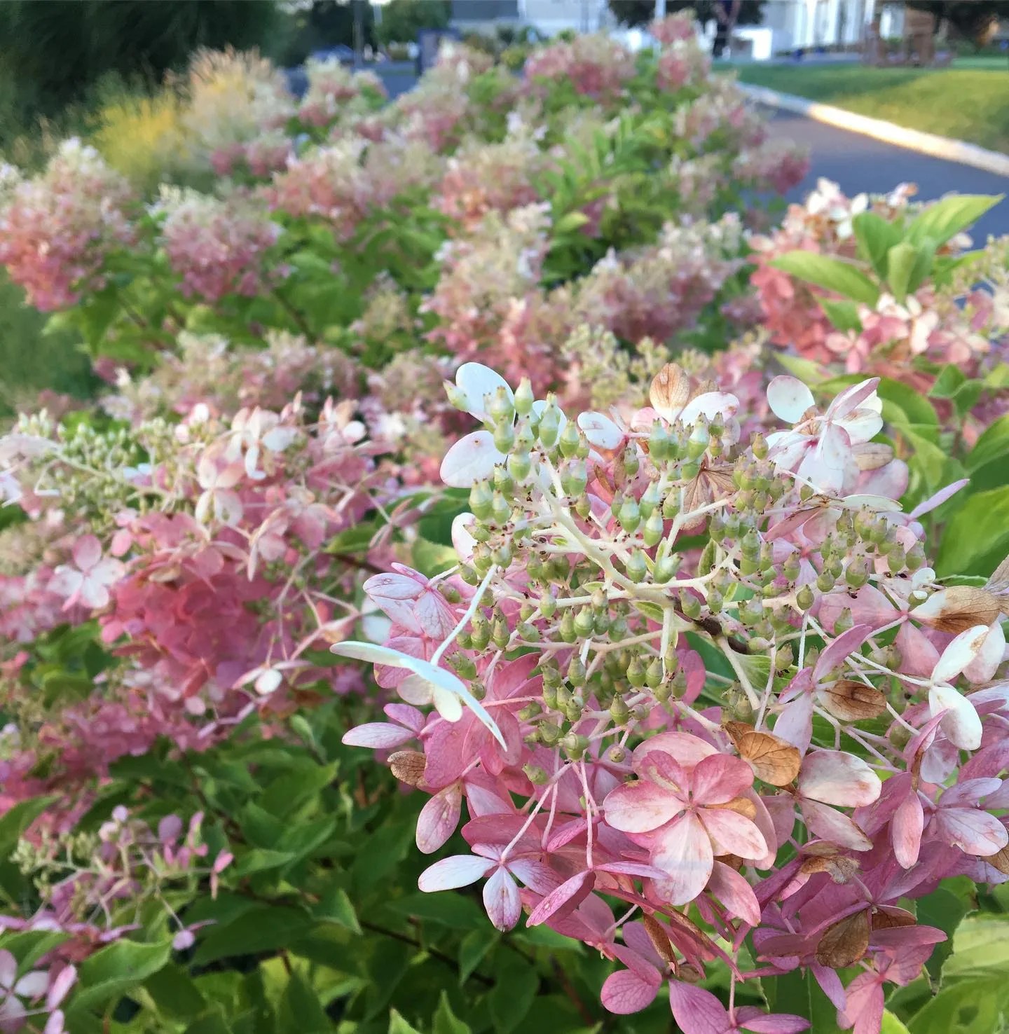 Plant FAQs Phantom Hydrangea