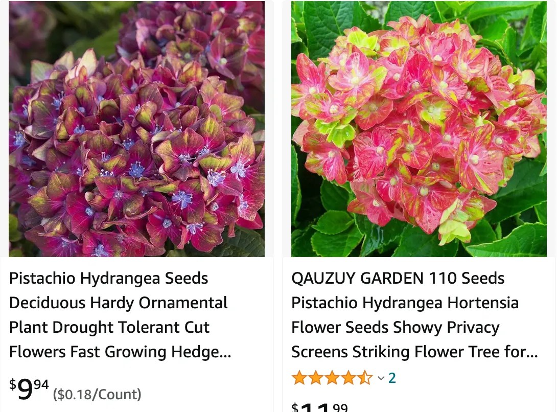 Plant FAQs Pistachio Hydrangea