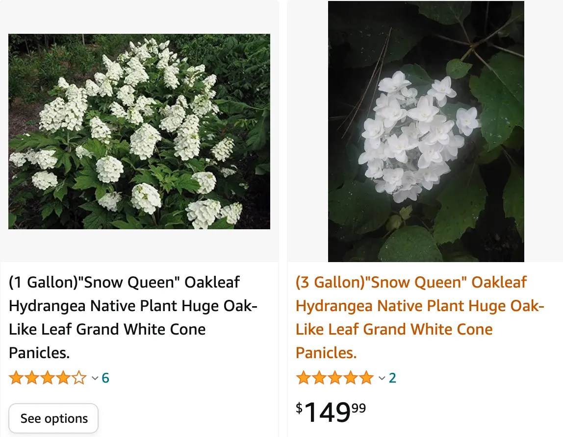 Plant FAQs Snow Queen Hydrangea