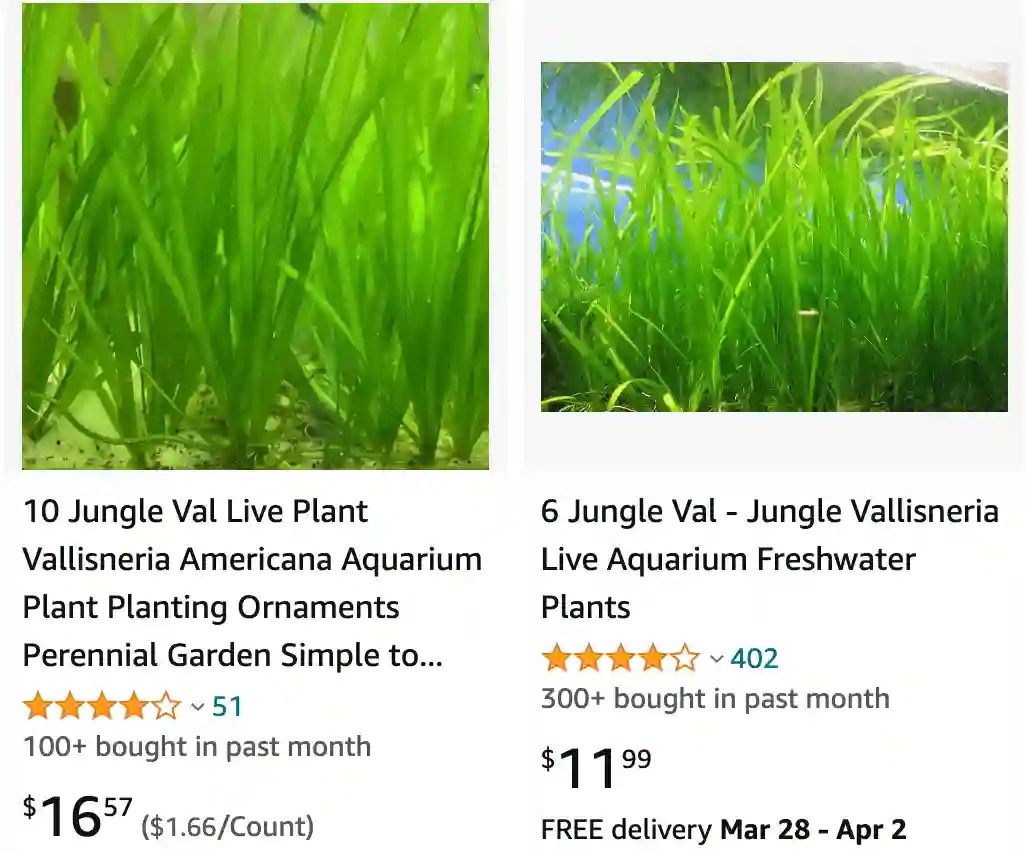 Plant FAQs Vallisneria