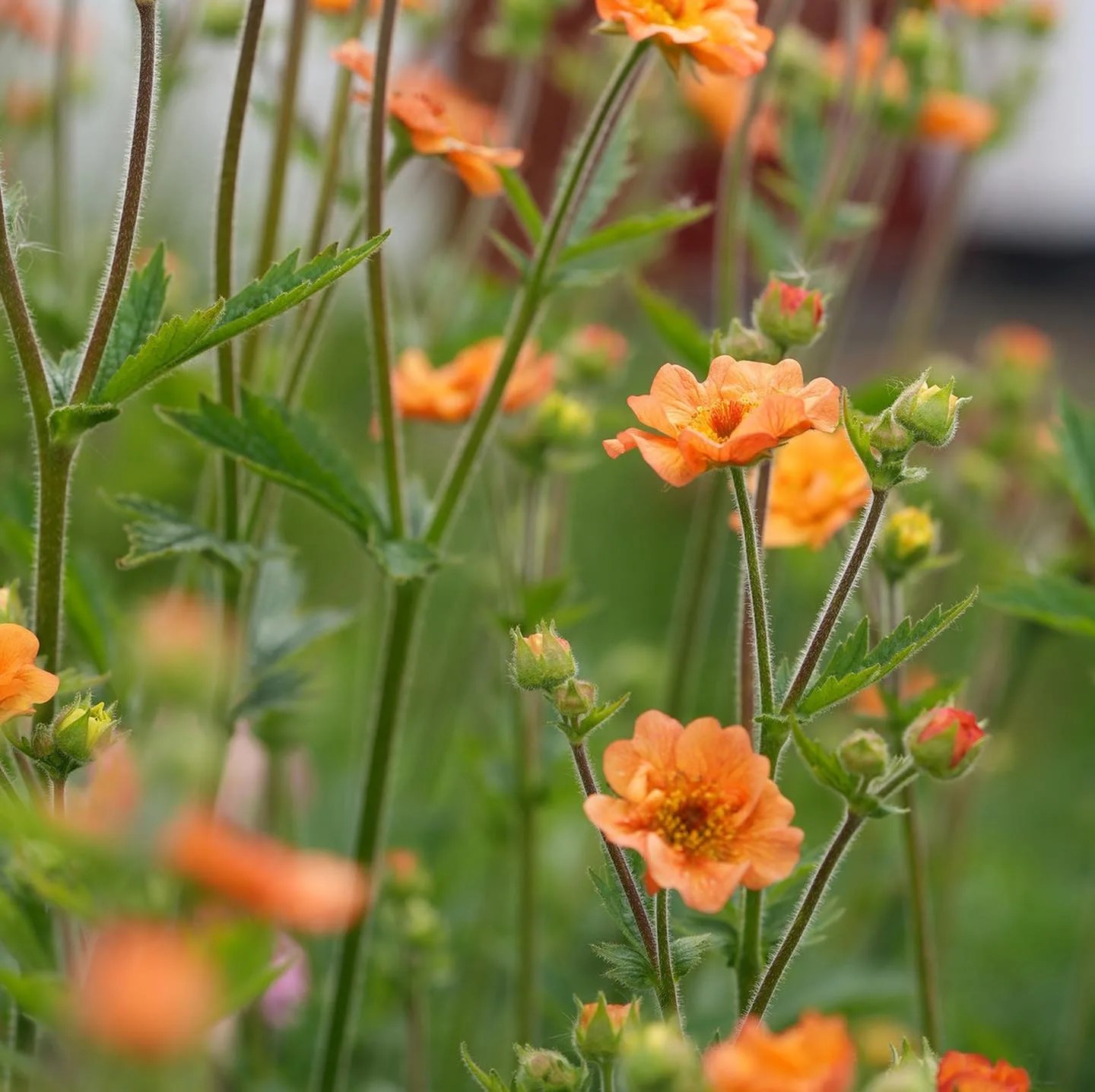 Plant FAQs Geum Totally Tangerine