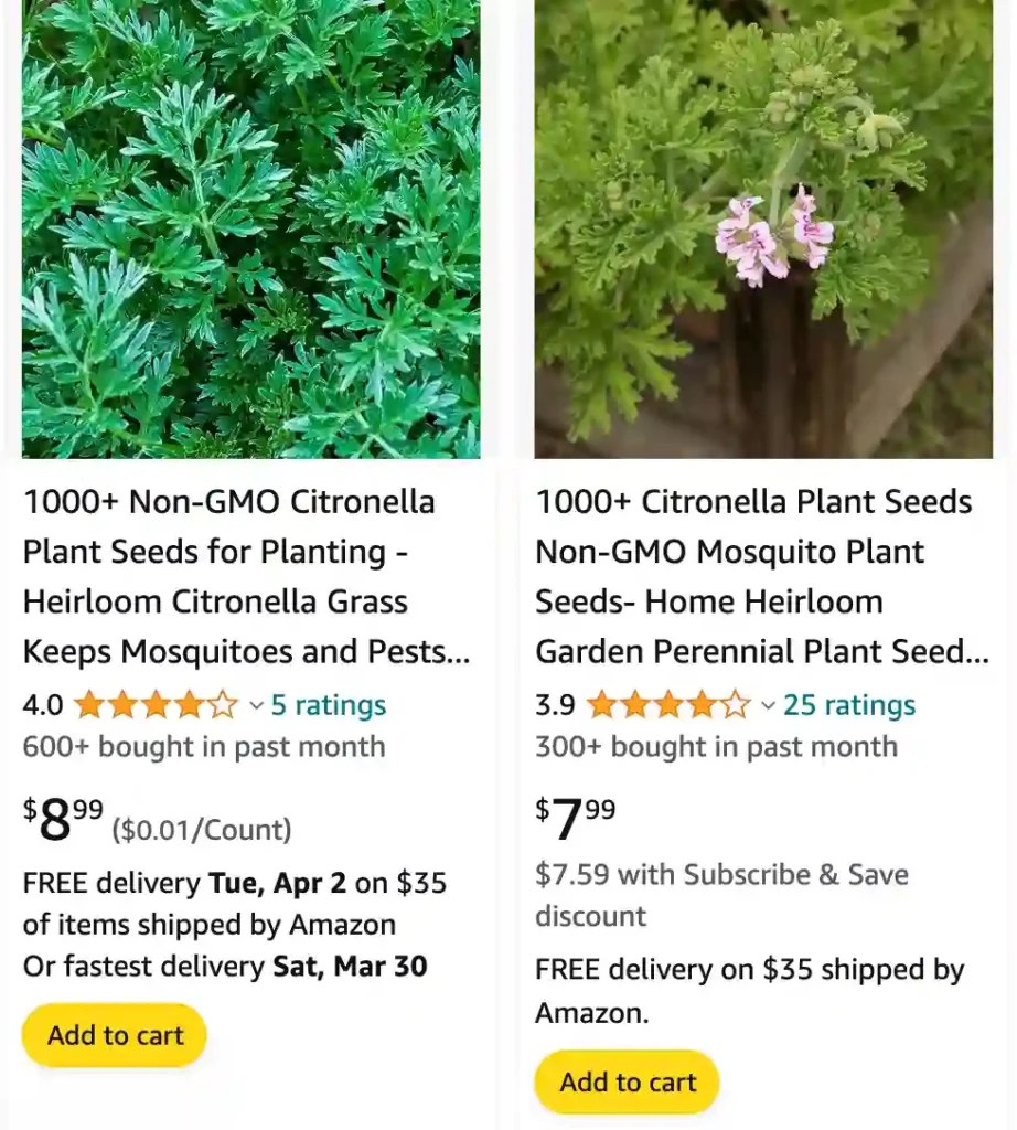 Plant FAQs Citronella