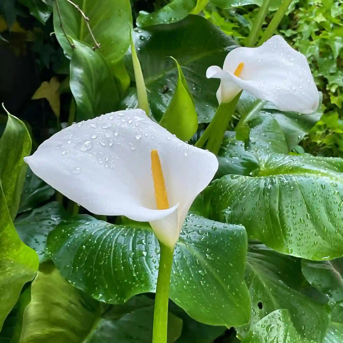 Plant FAQs Calla Lily