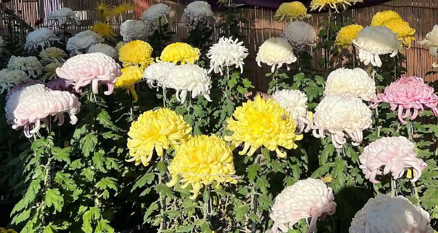 Plant FAQs Chrysanthemum