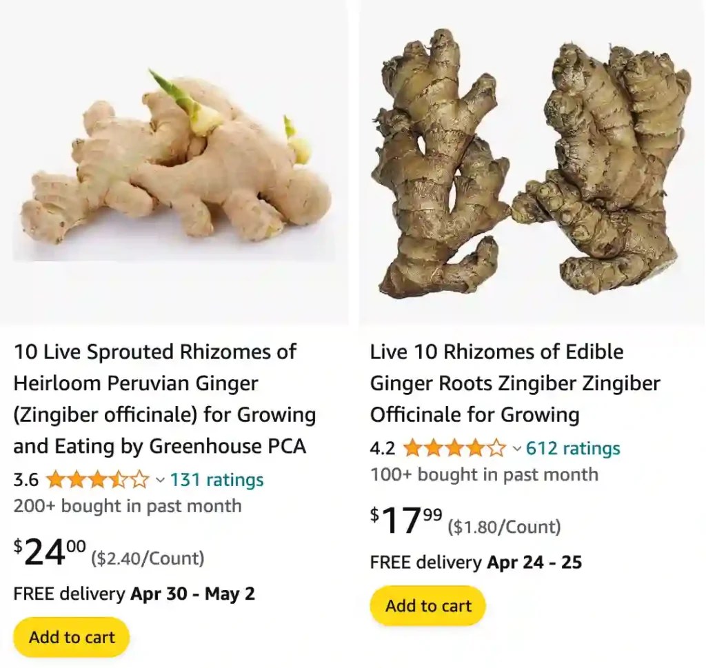 Plant FAQs Ginger