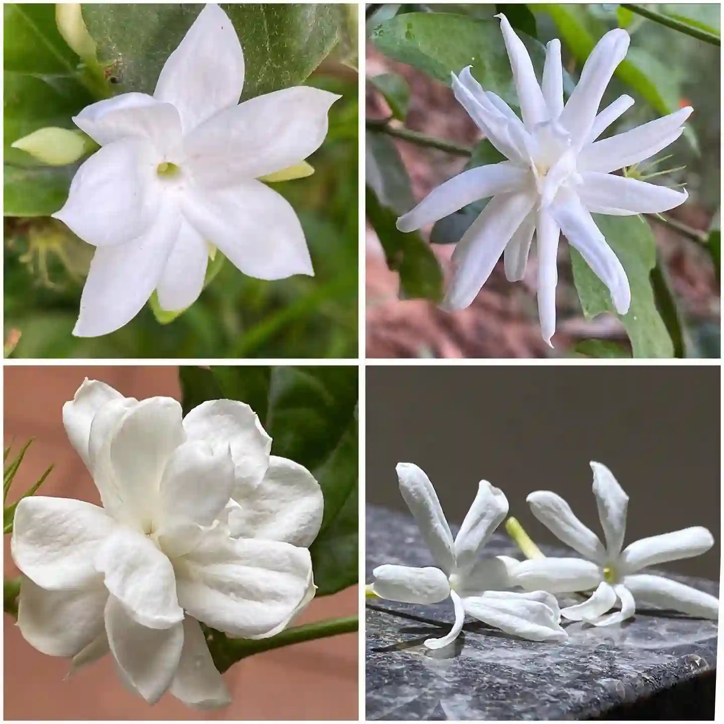 Plant FAQs Jasmine