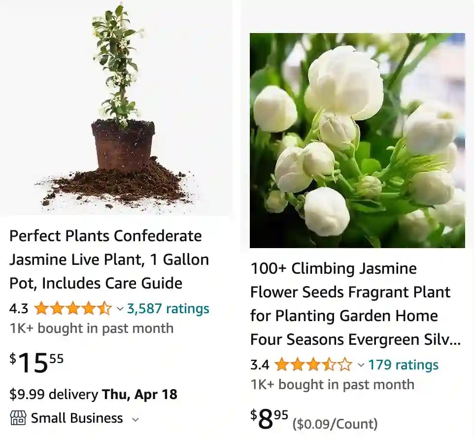 Plant FAQs Jasmine
