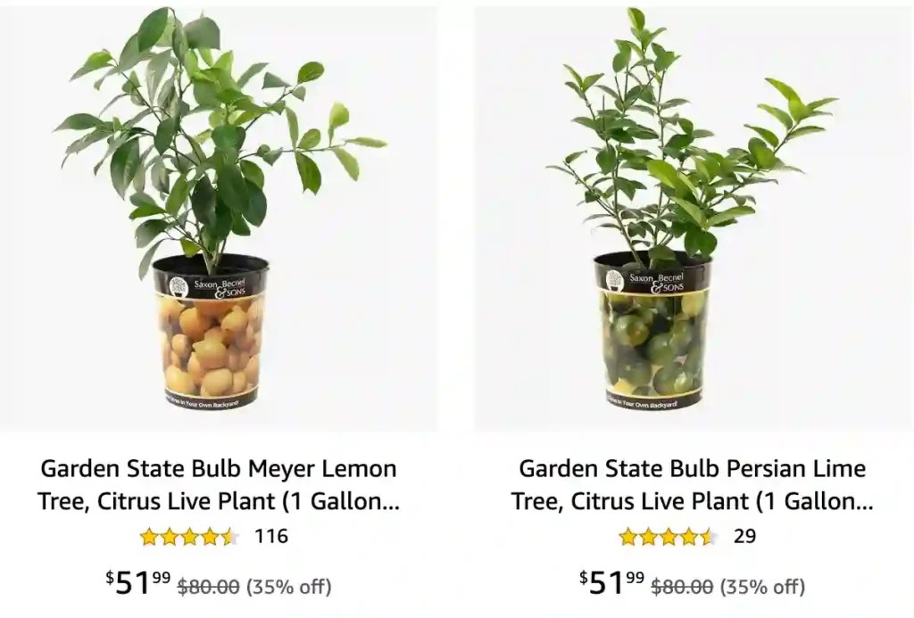 Plant FAQs Lemon Tree