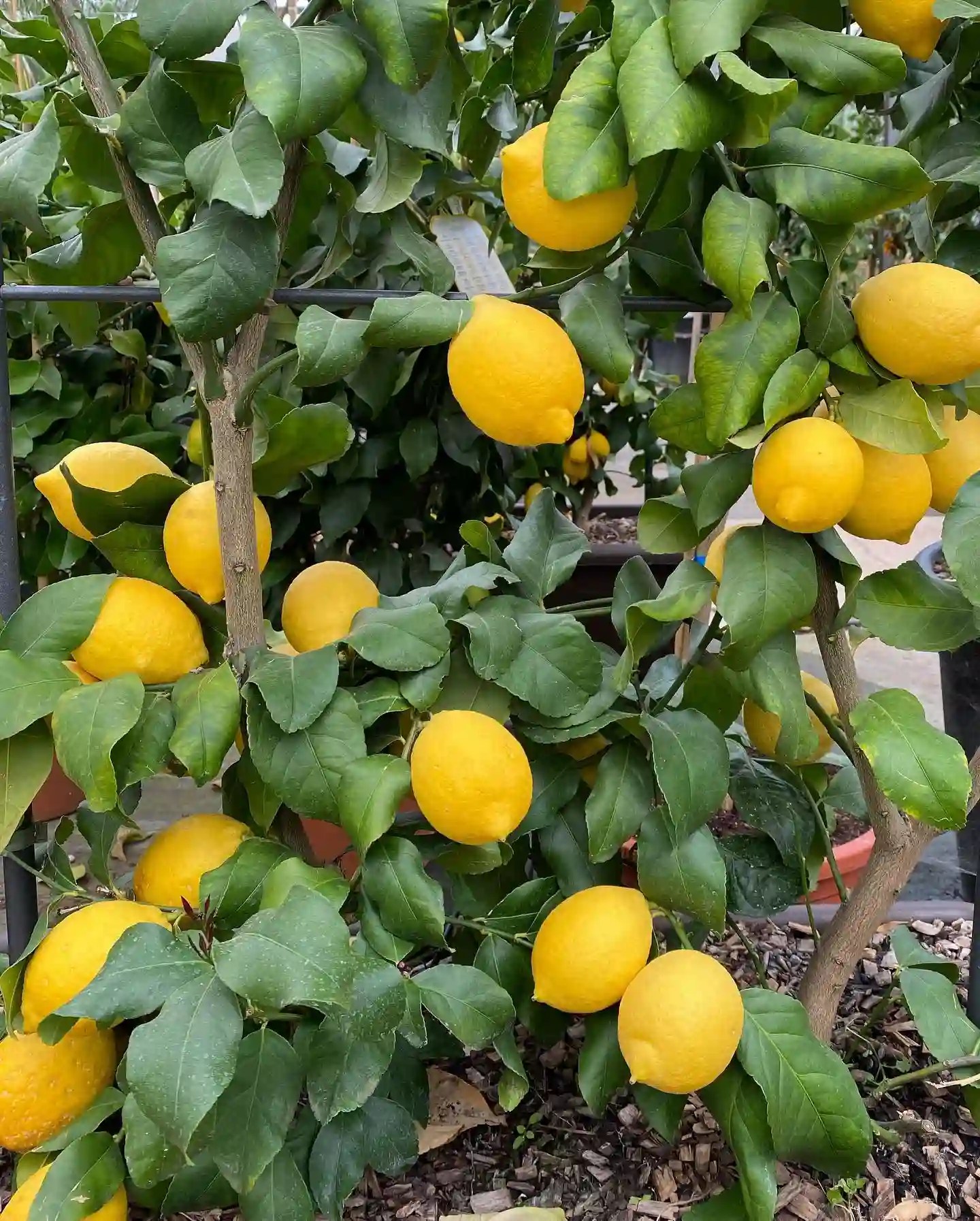 Plant FAQs Lemon Tree