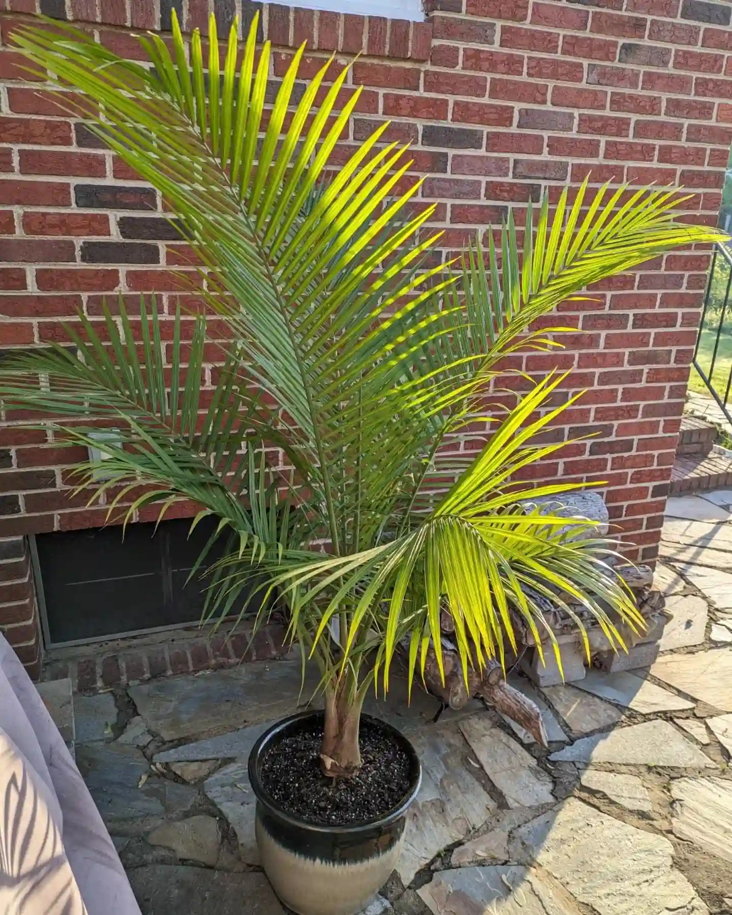Plant FAQs Majesty Palm
