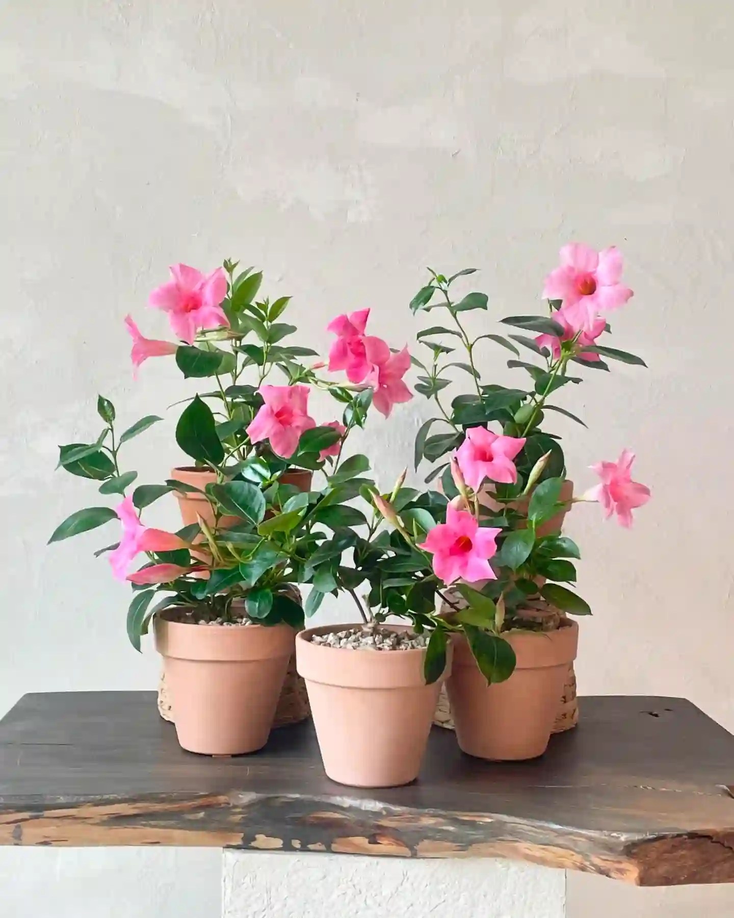 Plant FAQs Mandevilla