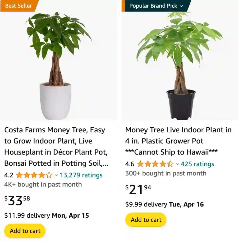 Plant FAQs Money Tree