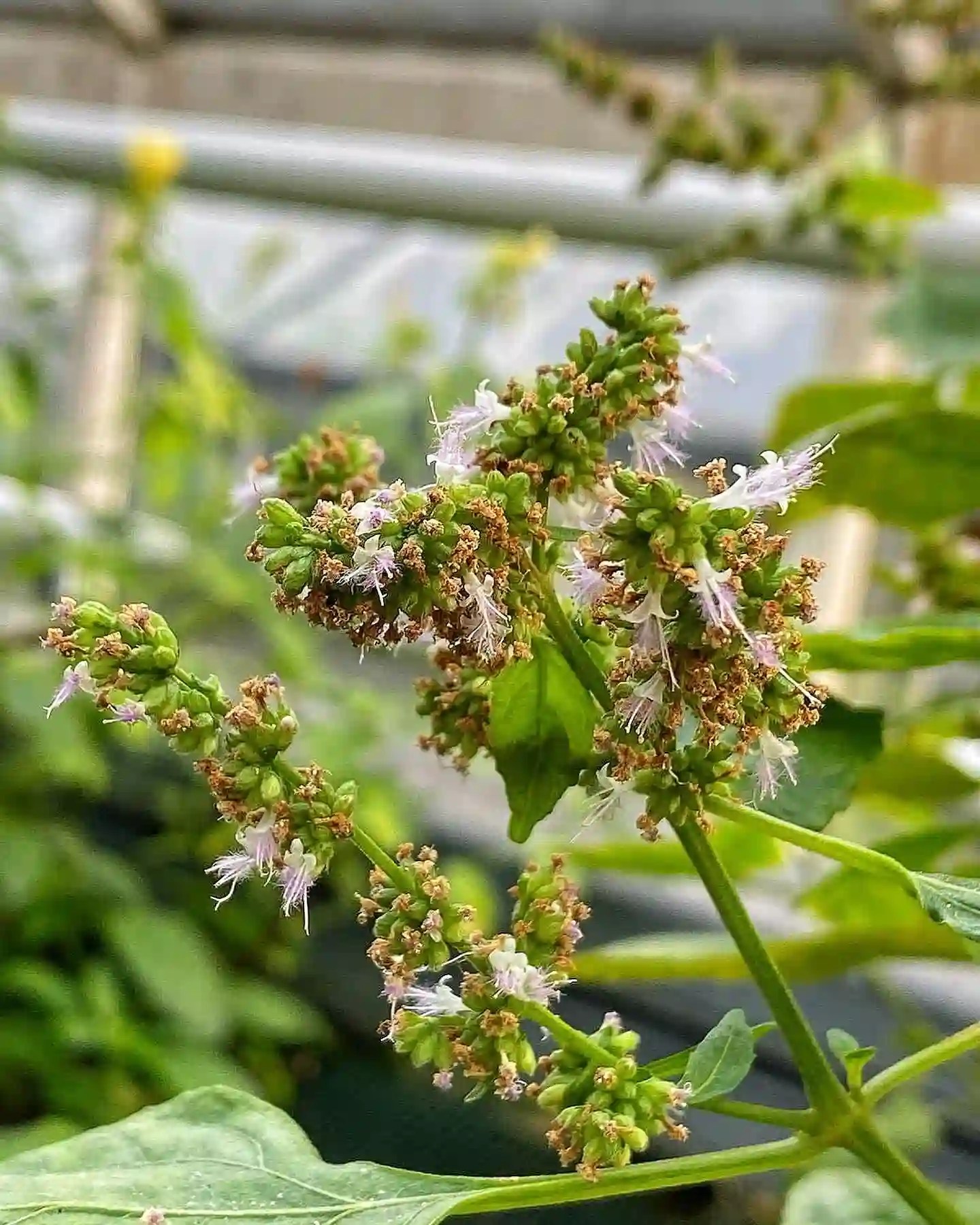 Plant FAQs Patchouli