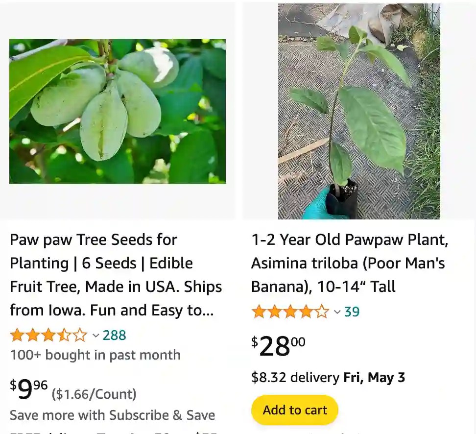 Plant FAQs Paw Paw Tree