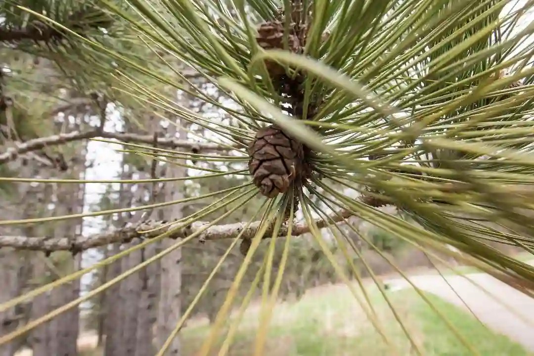 Plant FAQs Pine Tree
