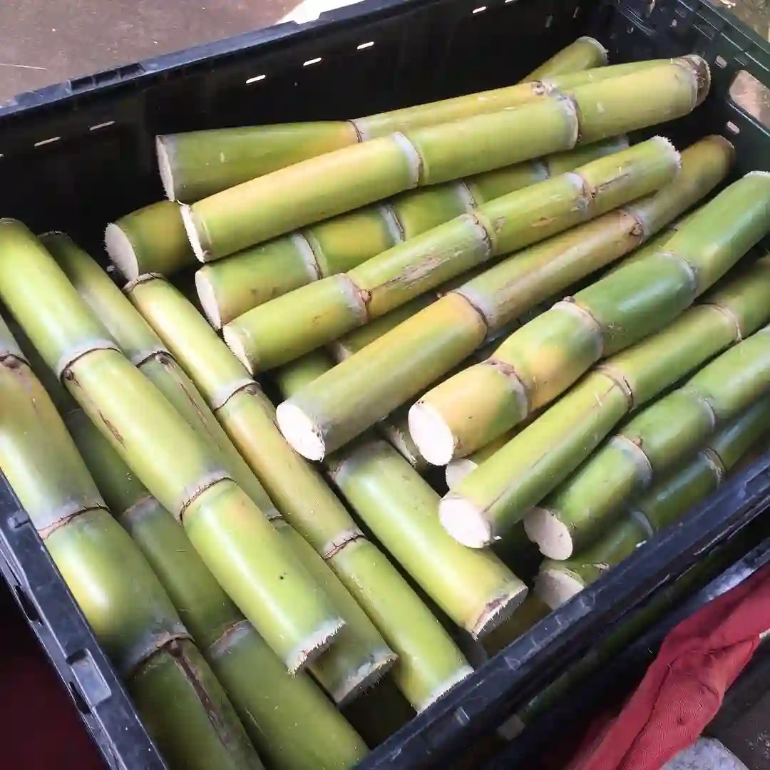 Plant FAQs Sugar Cane