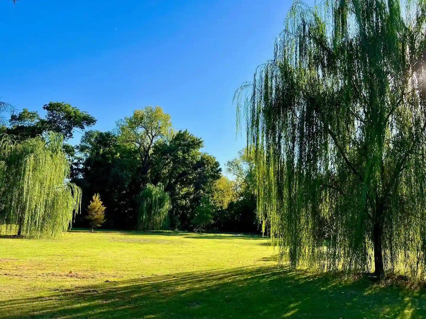 Plant FAQs Willow Tree