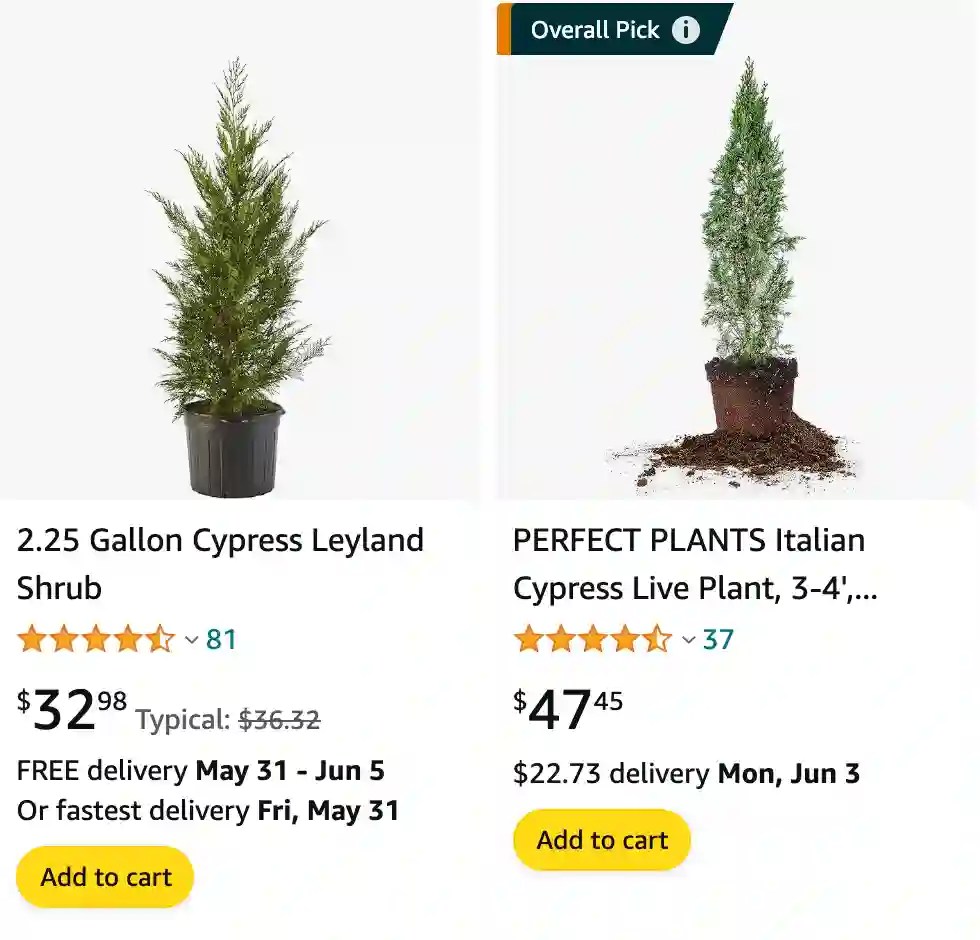 Plant FAQs Cypress Tree