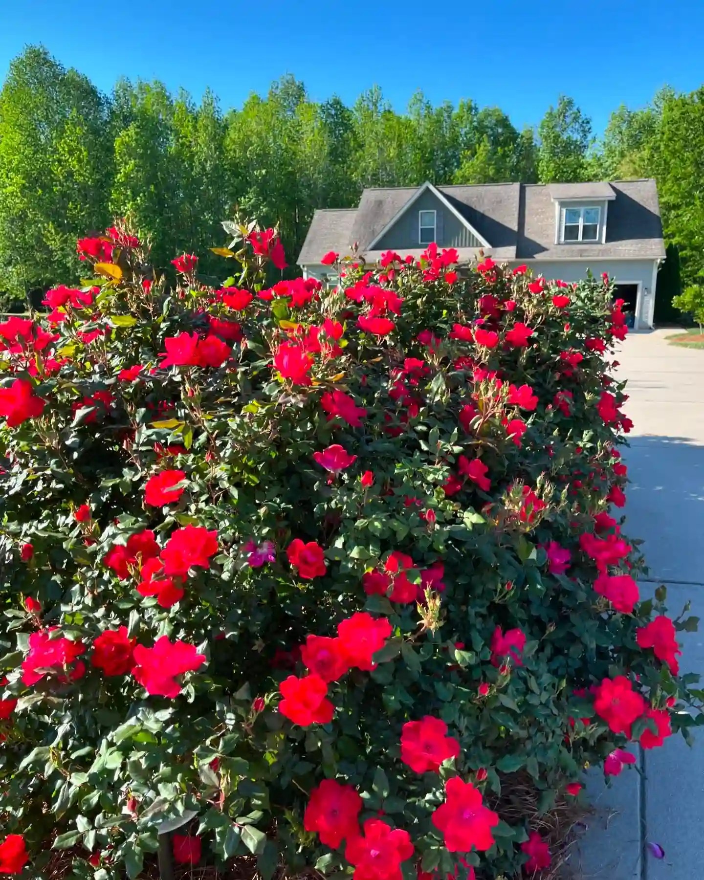 Plant FAQs Knock Out Roses