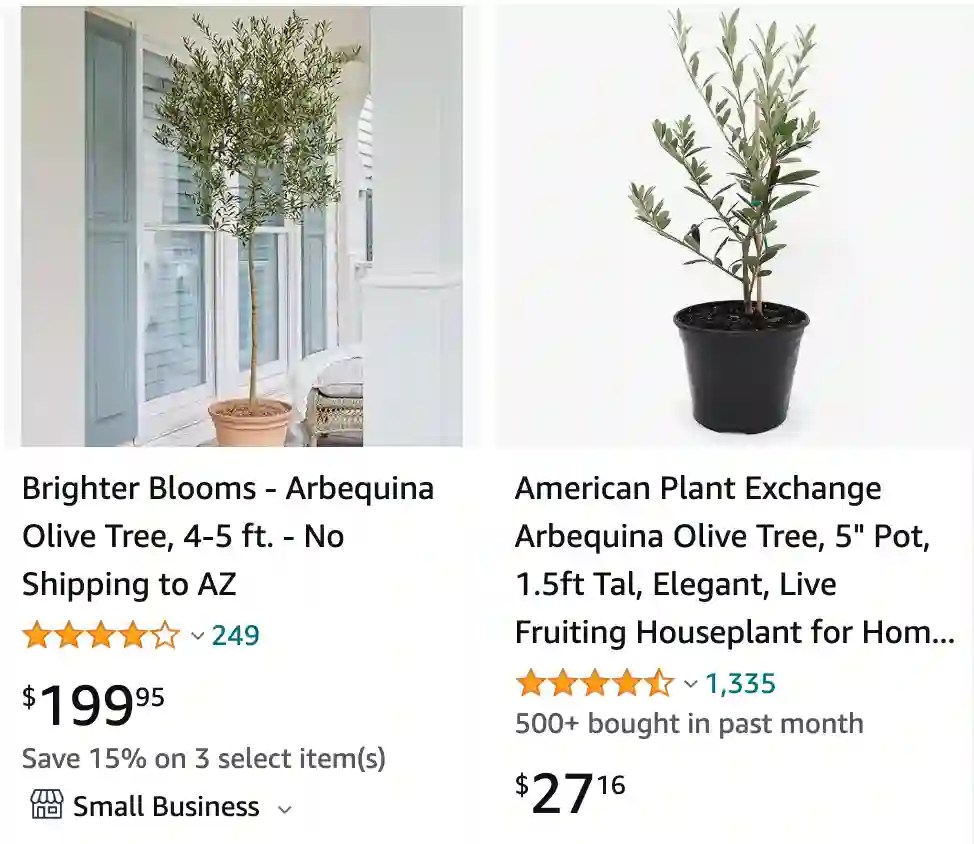 Plant FAQs Olive Tree